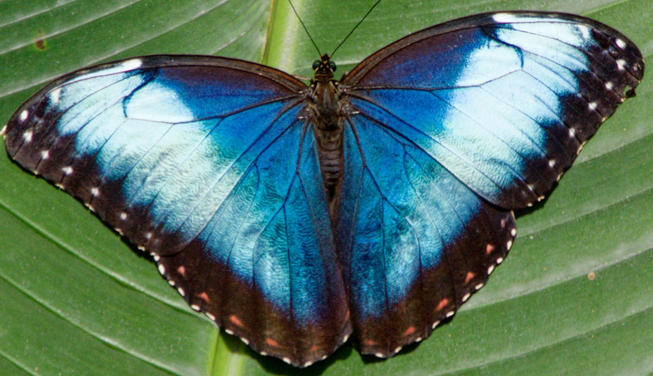 Rebecca Lynn Medicine Woman